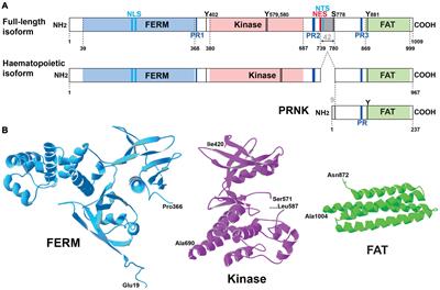 The Non-receptor Tyrosine Kinase Pyk2 in Brain Function and Neurological and Psychiatric Diseases